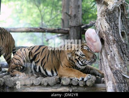 Seoul, Südkorea. 21. Juni 2017. Ein Tiger genießt Eis Essen mitten in der Sommerhitze im Everland Resort in Yongin, Südkorea, am 21. Juni 2017. Bildnachweis: Xinhua/Alamy Live-Nachrichten Stockfoto