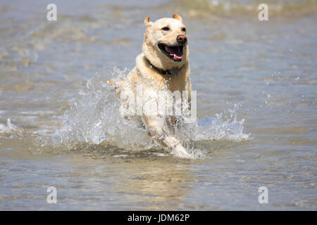 Ein Golden Labrador Spaß ablaufen durch das Meer während eines Heatwwave zu Cooll am Bedruthan Steps in Cornwall, England Stockfoto