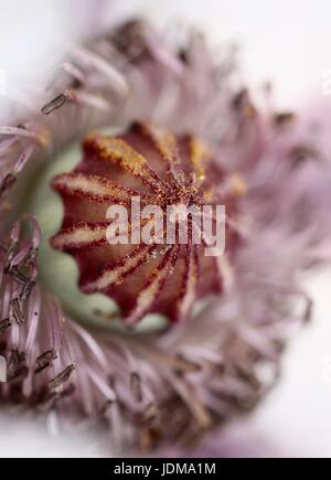 Nahaufnahme von zarten weißen Mohn, Detail von Saatgut pod, Pollen und Staubgefäßen, Shepperton, England, Großbritannien Stockfoto