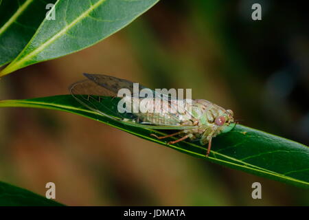 Eine große Zikade, Neotibicen Resonans, nach dem Aufgang. Stockfoto