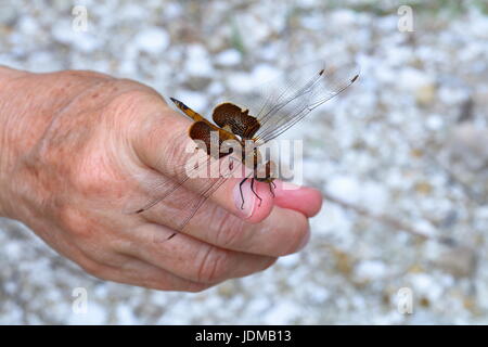 Eine rote Satteltaschen Libelle, Tramea Onusta ruht auf die Hand eines Mannes. Stockfoto