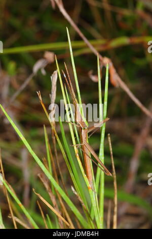 Eine long-headed Zahnstocher Heuschrecke, Achurum Carinatum, auf einem Grashalm. Stockfoto