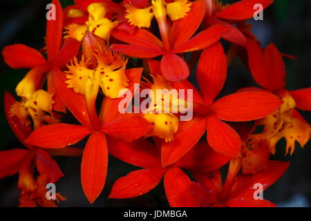 Epidendrum Orchidee blüht in einem botanischen Garten. Stockfoto