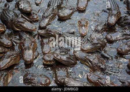 Amerikanischen Alligatoren Alligator Mississippiensis, auf der Oberfläche des Wassers. Stockfoto