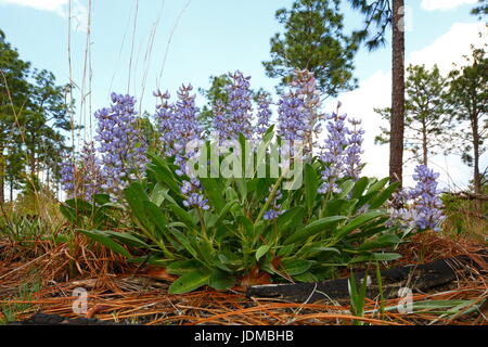 Wilde blaue lupine, Lupinus Perennis, wächst in Pine Barrens. Stockfoto