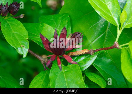 Nahaufnahme des östlichen Sweetshrub, Calycanthis Floridus. Stockfoto