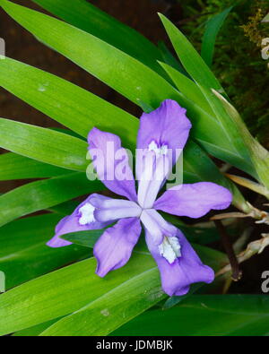Ein crested Zwergiris, Iris Cristata wächst in Virginia. Stockfoto