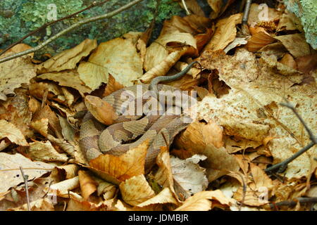 Eine giftige nördlichen Copperhead Schlange, Agkistrodon Contortrix Mokason, Mischung in die Toten Blätter, wo es ruht. Stockfoto