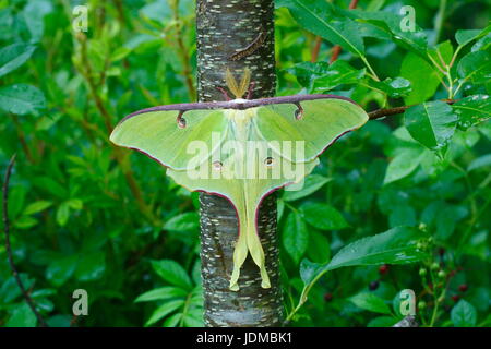 Eine Luna Motte, Actias Luna, ruht auf einem Kirschbaum-Stamm. Stockfoto