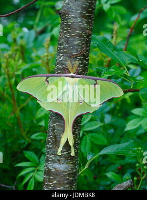 Eine Luna Motte, Actias Luna, ruht auf einem Kirschbaum-Stamm. Stockfoto