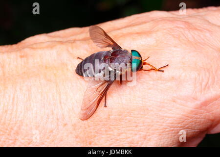 Ein Green-Eyed Pferdefliege, Chrysops Arten, stützt sich auf die Hand einer Person. Stockfoto