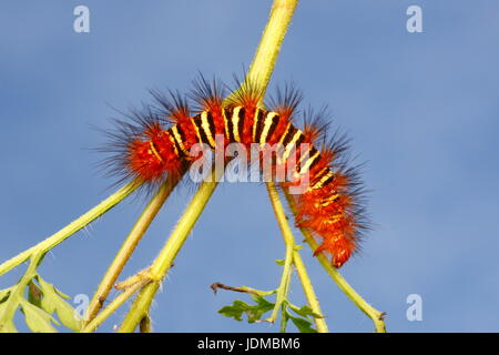 Ein Echo Falter Raupe, Seirarctia Echo, kriecht auf einem Pflanzenstängel. Stockfoto