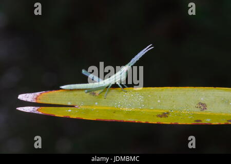 Ein Zahnstocher Grashüpfer, Achurum Carinatum, ruht auf einem Blatt. Stockfoto