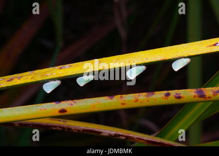 Zikaden, Cicadellidae, auf einem Palmetto Wedel. Stockfoto