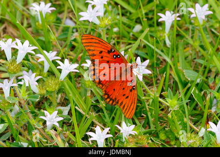 Ein Gulf Fritillary, Agraulis Vanillae, ruht auf einer Blume. Stockfoto