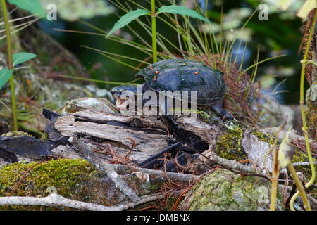 Eine gestreifte Schlamm-Schildkröte, Kinosternon Bauri, ruht auf einem Baumstamm. Stockfoto