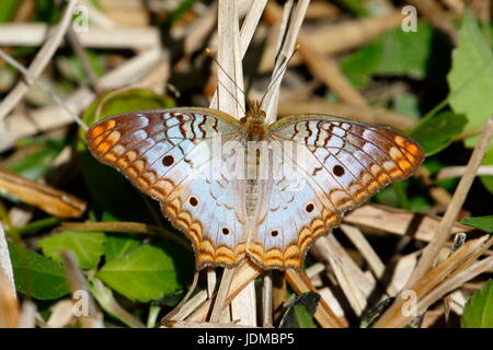 Eine weiße Tagpfauenauge, Anartia Jatrophae Fütterung. Stockfoto