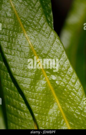 Das Blatt von einem Vogel-Nest-Farn, Aspenium Nidus. Stockfoto