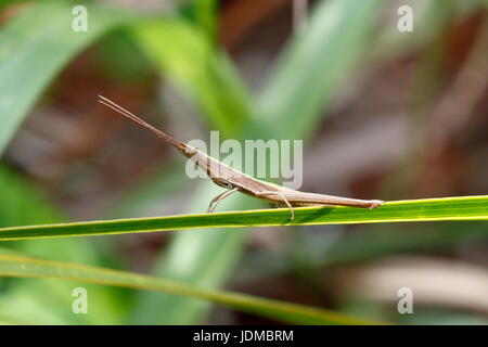 Ein Zahnstocher Grashüpfer, Achurum Carinatum, ruht auf einem Blatt. Stockfoto