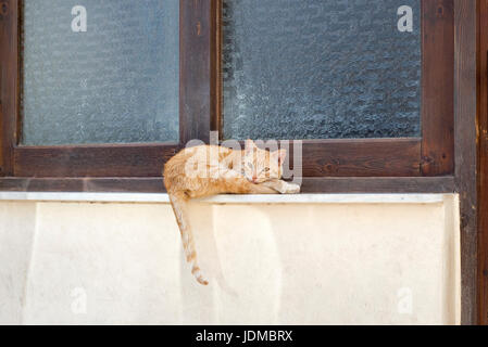 Orange Tabby Katze Katze auf der Fensterbank Stockfoto