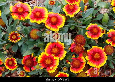 Eine große Gruppe von indischen Decke, Gaillardia Pulchella, in voller Blüte. Stockfoto