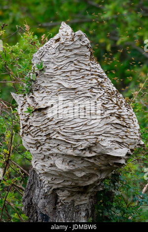 Yellowjacket Hornissen, Vespula Maculifrons im Flug um ihren fünf Fuß hohen Stock auf einem Baumstamm gebaut. Stockfoto