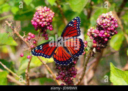 Ein Vizekönig Schmetterling, Limenitis Archippus. Stockfoto