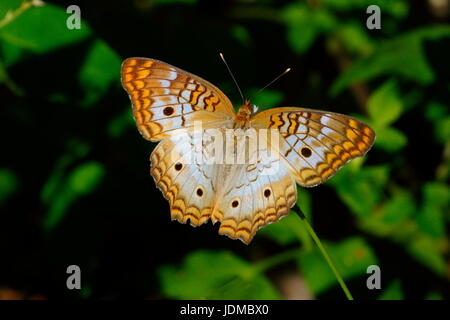 Eine weiße Tagpfauenauge, Anartia Jatrophae Fütterung. Stockfoto