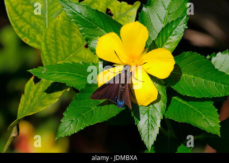 Eine Mangrove Skipper Butterfly, Phocides Pigmalion, schlürfen Nektar aus einer gelben Blume. Stockfoto