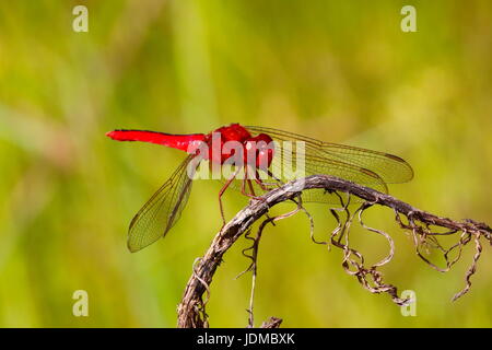 Scharlachrote Skimmer, Crocothemis Servilia, ruht auf einem Zweig. Stockfoto