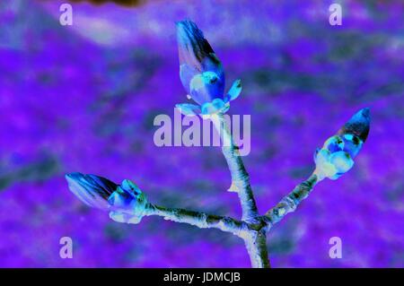 im zeitigen Frühjahr Schwellen die Knospen auf den Baum-Kastanie Stockfoto