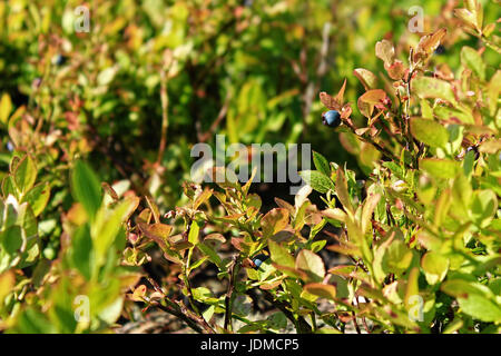 Wilde Blaubeeren wachsen im Schwarzwald, Deutschland Stockfoto