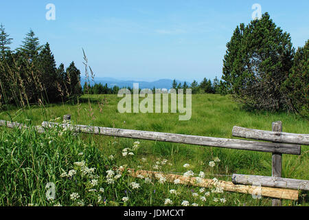 Wandern-Impressionen aus dem Schwarzwald, Deutschland Stockfoto