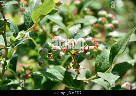 Ein Bild von einigen grünen wilden Blaubeeren auf dem Strauch. Stockfoto