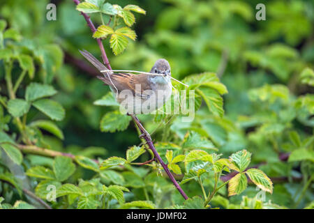 Weibliche Common Whitethroat (Sylvia Communis) mit Nistmaterial, Cambridgeshire, England Stockfoto