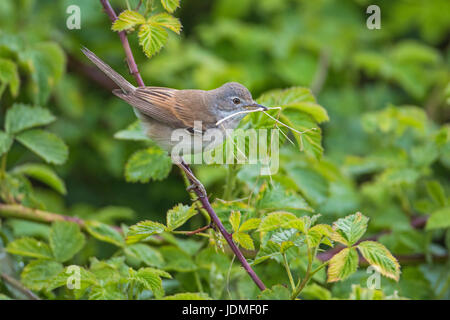 Weibliche Common Whitethroat (Sylvia Communis) mit Nistmaterial, Cambridgeshire, England Stockfoto