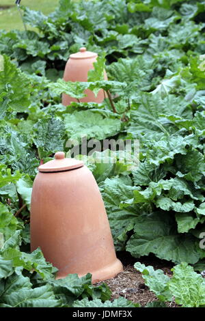 Große Keramik Steingut Töpfe in einem Gemüsegarten Stockfoto