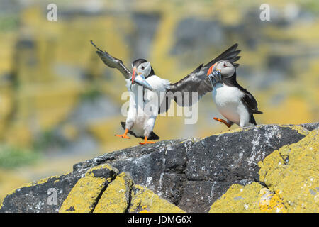 Papageientaucher mit Fisch zu füttern ihre Jungen auf der Isle of May, Anstruther, East Neuk of Fife, Schottland Stockfoto