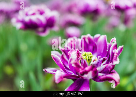 Makro Nahaufnahme von offenen nassen lila Tulpe Blume mit Regen Wassertropfen Stockfoto