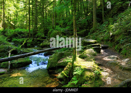 Gertelbach Wasserfälle, Schwarzwald, Deutschland Stockfoto