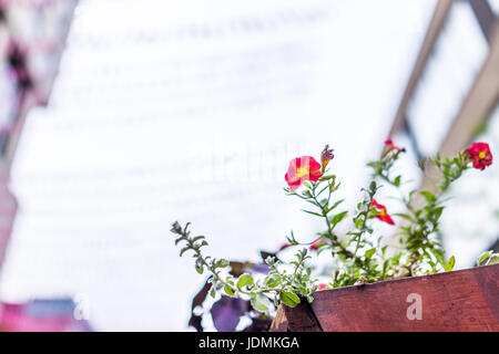 Rosa und orange rot Calibrachoa Petunien Blumenbeet auf Veranda in Innenstadt Gay Village in Montreal Stockfoto