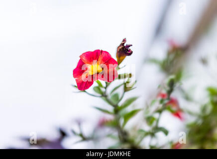 Rosa und orange rot Calibrachoa Petunien Blumenbeet Stockfoto