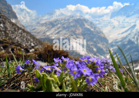 Feld, Wiese der violetten Blüten mit Rocky Mountains im Hintergrund. Frühling in Nepal, Annapurna Nationalpark Stockfoto