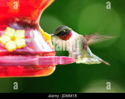 Nahaufnahme der männlichen Rubin-Throated Kolibri Fütterung. Stockfoto