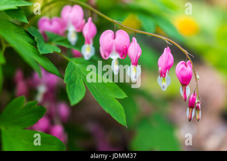 Makro Nahaufnahme von blutenden Herzen Blumen zeigen Details und Textur Stockfoto