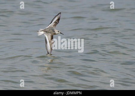 Sanderling Sandpiper im Flug taucht Flügelspitze im Wasser Stockfoto