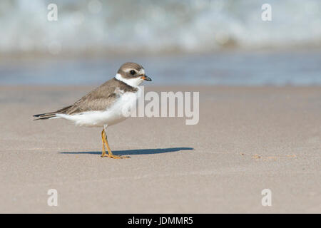 Semipalmated Regenpfeifer steht am Sandstrand von schäumenden Welle Stockfoto