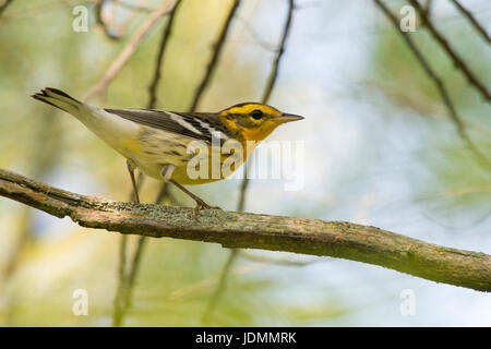 Blackburnian Warbler Männchen in fallen Gefieder Posen auf Ast Stockfoto