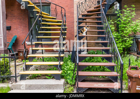 Montreal, Kanada - 27. Mai 2017: Calico Katze auf Treppen durch Wohnung im Viertel Plateau im Sommer im sonnigen Tag in der Stadt in Quebec wieder Stockfoto