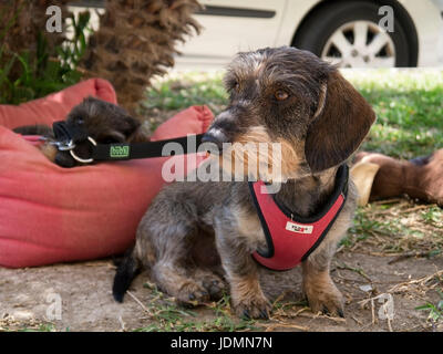 Draht kurzhaarige Dackel Stockfoto